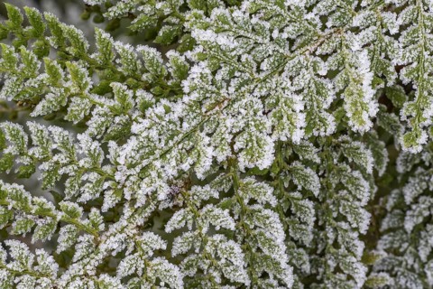 Fern (Polystichum setiferum) with hoarfrost, Emsland, Lower Saxony, Germany
