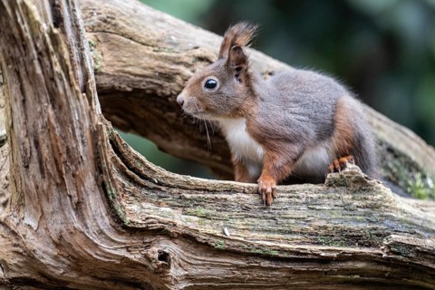 Squirrel (Sciurus vulgaris), Emsland, Lower Saxony, Germany