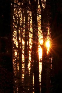 Forest on a November evening, sunset, autumn, Germany