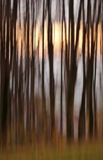 Forest in November, abstracted, blurring, autumn, Germany