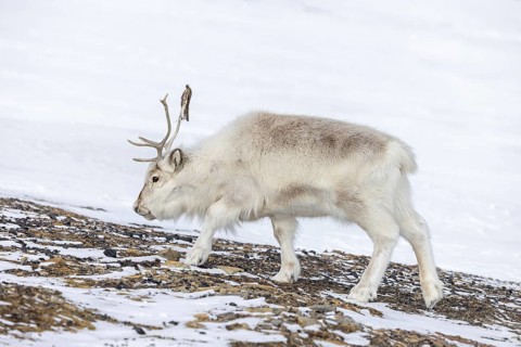 Svalbard reindeer (Rangifer tarandus platyrhynchus) adult in thick winter coat foraging on snow