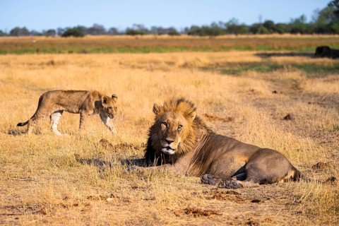 Maned lion and young animals, lion (Panthera Leo) lying in grass, savuti, Chobe National Park