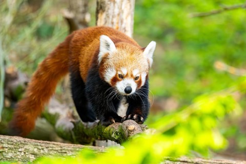 Red panda (Ailurus fulgens) walking on a tree, Germany