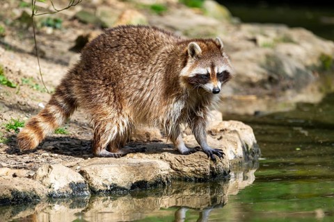 Common raccoon (Procyon lotor) on the watershore, Bavaria, Germany