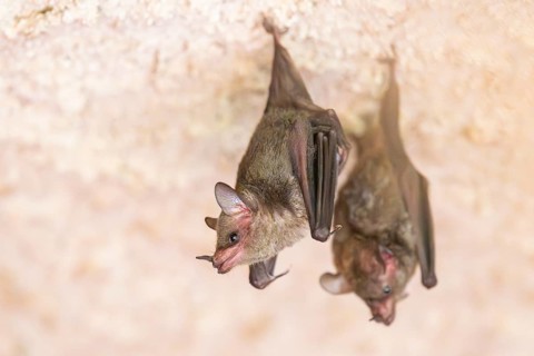 Lesser mouse-eared myotis (Myotis blythii) bats hanging on a wall, Bavaria, Germany