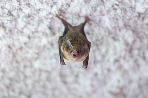 Lesser mouse-eared myotis (Myotis blythii) bat hanging on a wall, Bavaria, Germany