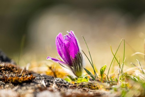 Pasque flower (Pulsatilla vulgaris), blooming, sunset, Bavaria, Germany