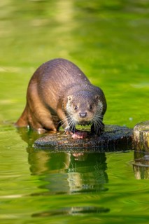 Eurasian otter (Lutra lutra) on a tree trunk in the water of a little lake, Bavaria, Germany