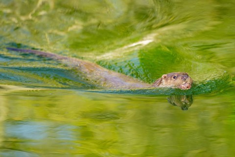 Eurasian otter (Lutra lutra) swimming in the water of a little lake, Bavaria, Germany