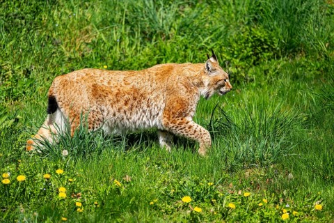 Eurasian lynx (Lynx lynx), walking on a meadow, Bavaria, Germany