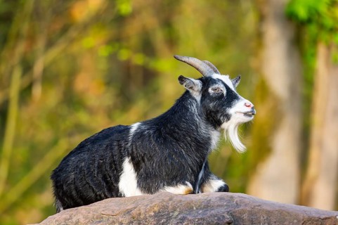 Domestic goat (Capra hircus) lying on a rock, Bavaria, Germany