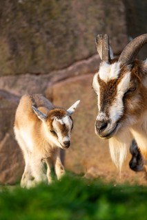 Domestic goat (Capra hircus) mother with her youngster, Bavaria, Germany