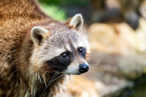 Common raccoon (Procyon lotor), portrait, Bavaria, Germany