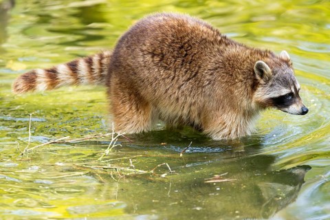 Common raccoon (Procyon lotor) in the water of a little lake, Bavaria, Germany