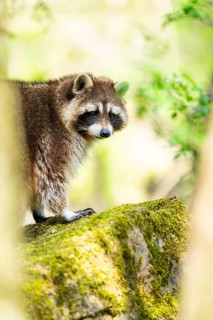 Common raccoon (Procyon lotor) standing on the ground, Bavaria, Germany
