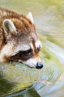 Common raccoon (Procyon lotor) in the water of a little lake, Bavaria, Germany
