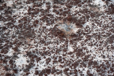 Structure and pattern, trees in the dry season, arid landscape, aerial view of the Okavango Delta,