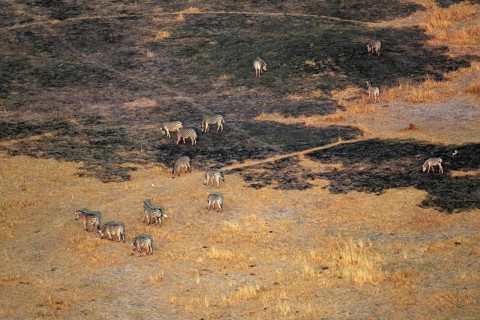 Steppe zebras (Equus quagga) grazing in arid landscape, aerial view, Okavango Delta, Botswana