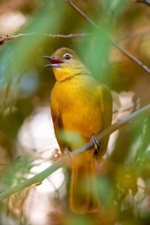 Yellow-bellied Greenbul (Chlorocichla flaviventris), Yellow-bellied Greenbul, Zambezi Region,
