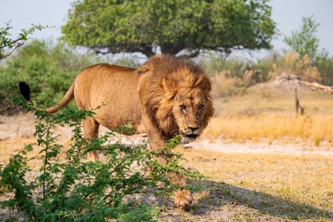 Maned Lion, Lion (Panthera Leo) runs, Savanna, Moremi Game Reserve, Botswana