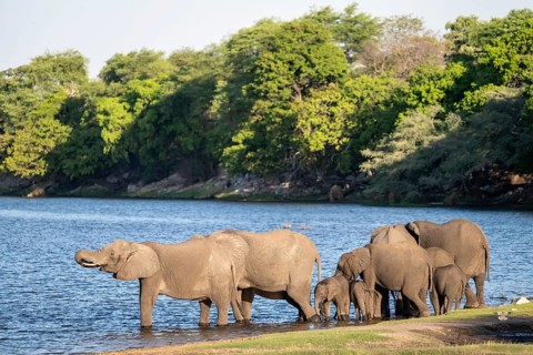 African elephant (Loxodonta africana) drinking in Chobe River, Ihaha, Chobe National Park National