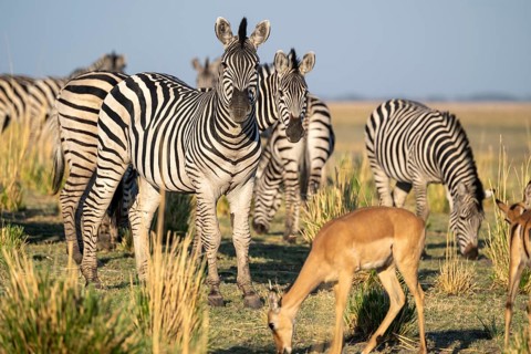 Impalas and steppe zebras (Equus quagga), atmospheric lighting, Ihaha, Chobe National Park National