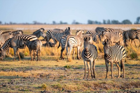 Herd of Steppe Zebras (Equus quagga), Ambient Light, Ihaha, Chobe National Park National Park,