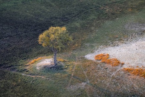 Species tree in the savanna, landscape, aerial view of the Okavango Delta, near Maun, Okavango