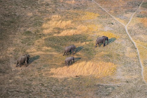 African elephant (Loxodonta africana) in dry savanna, aerial view, Okavango Delta, Botswana