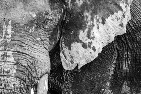 Animal Portrait, Dramatic African Elephant (Loxodonta africana), at a waterhole, Nxai Pan National