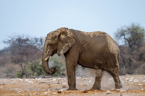 African elephant (Loxodonta africana) drinking at a watering hole, Etosha National Park, Namibia