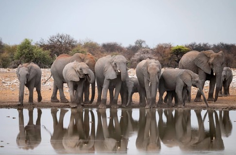 Herd of animals, animal family, African elephant (Loxodonta africana), drinking at a waterhole,