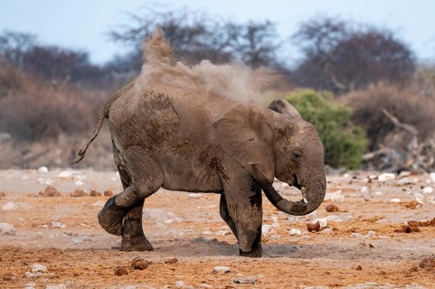 African elephant (Loxodonta africana), taking a mud bath and dusting, Etosha National Park, Namibia
