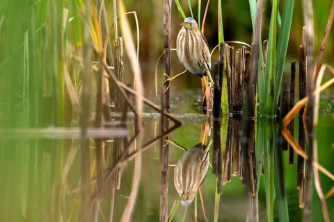 Little Bittern (Ixobrychus minutus), lurking in reeds, Race, Slovenia