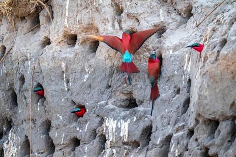 Breeding caves on the banks of the Kwando, Southern carmine bee-eater (Merops nubicoides),