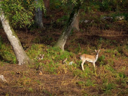Fallow deer in the forest, North Rhine-Westphalia, Germany