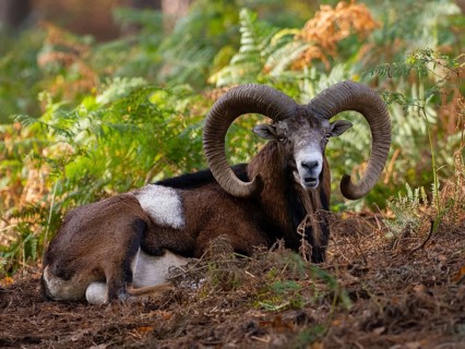 A mouflon resting in the forest, North Rhine-Westphalia, Germany