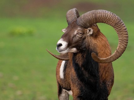 Muffeldeer, North Rhine-Westphalia, Germany