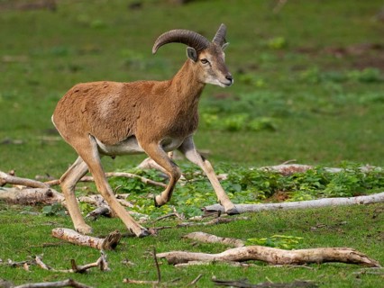 A young grouch running, North Rhine-Westphalia, Germany