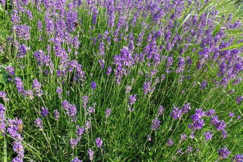 Lavender (Lavandula angustifolia), narrow-leaved lavender, ornamental plant, medicinal plant,
