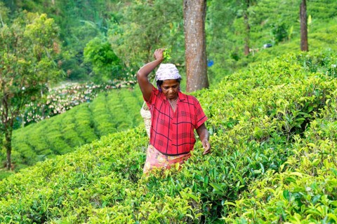 Tea picker harvesting in the Glenloch tea factory, Nuwara Eliya, Sri Lanka