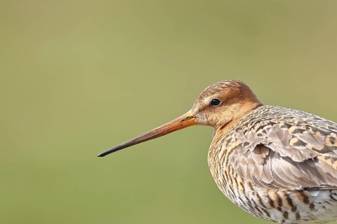 Blacktail (Limosa limosa), sitting room, on a fence post, snipe birds, animal portrait, wildlife,
