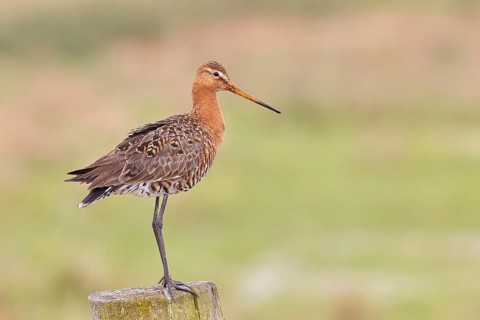 Blacktail (Limosa limosa), sitting room, on a fence post, snipe birds, wildlife, nature