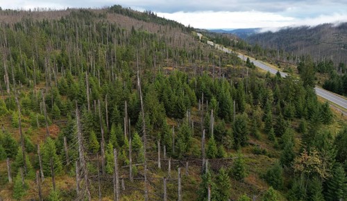 Forest dying, tree dying in the Harz Mountains, Saxony-Anhalt, Germany