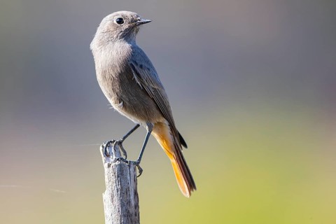 Redtail (Phoenicurus ochruros) Germany