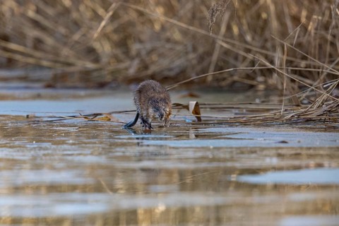 Muskrat (Ondatra zibethicus) walks across the ice on frozen lake Germany