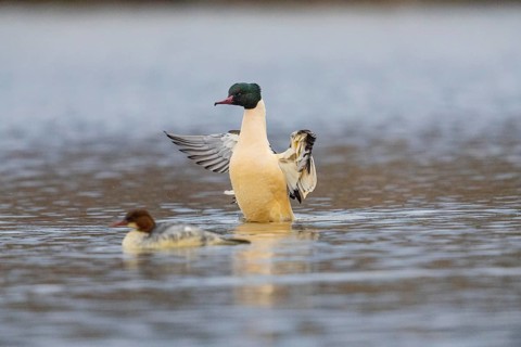 Goose säger (Mergus merganser) ml Germany