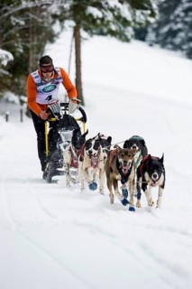 Sled dog racing, Todtmoos, Black Forest, Baden-Württemberg, Germany