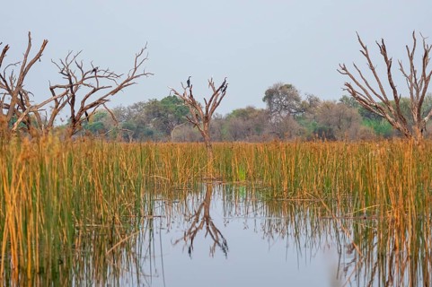 Africa snake-necked bird (Anhinga rufa) sitting on a dead tree in the river, Thamalakane River,