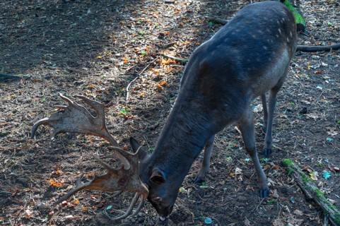 Fallow deer (Dama dama) in an outdoor enclosure in the forest, Mecklenburg-Western Pomerania,